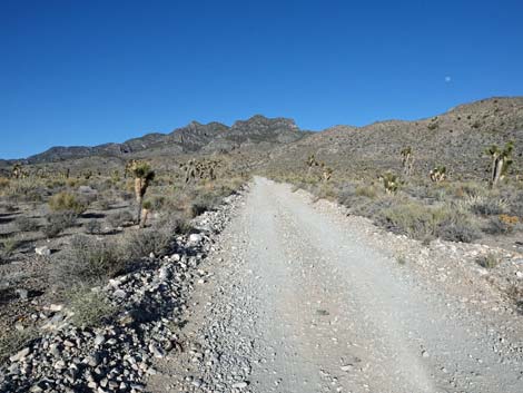 Hidden Forest Road