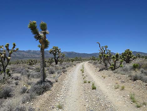 Pine Nut Road