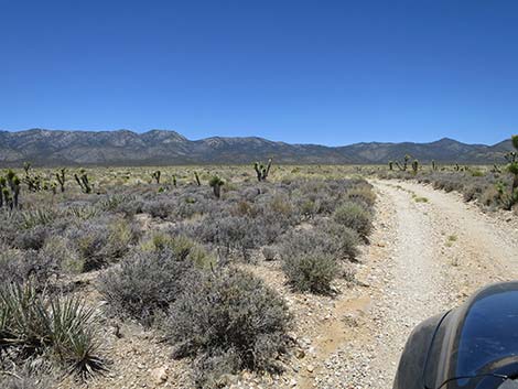 Pine Nut Road