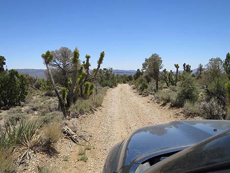 Pine Nut Road