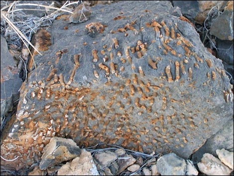 yucca peak fossils