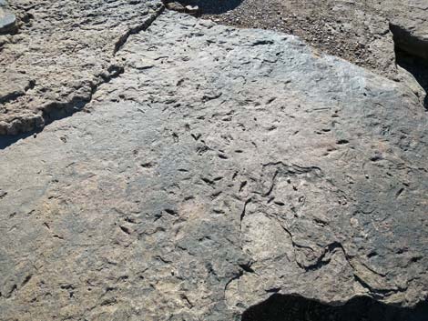 Plateau Point Trail