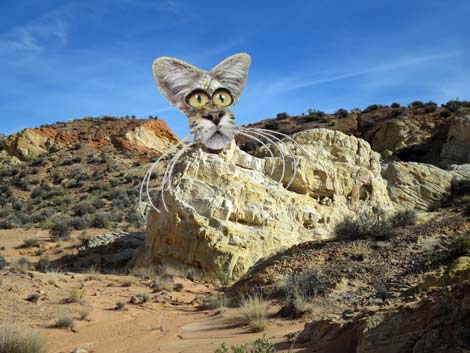 Amber Cat Canyon