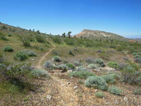 Amber Cat Canyon