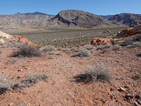 Doodlebug Arch Loop