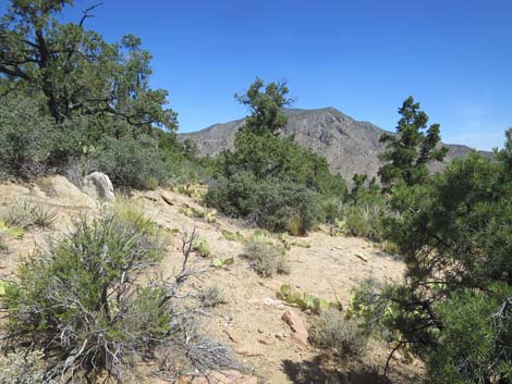 Billy Goat Peak