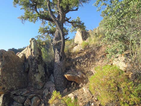 Billy Goat Peak