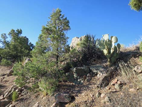 Billy Goat Peak