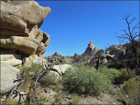 Grapevine Spring Campsite