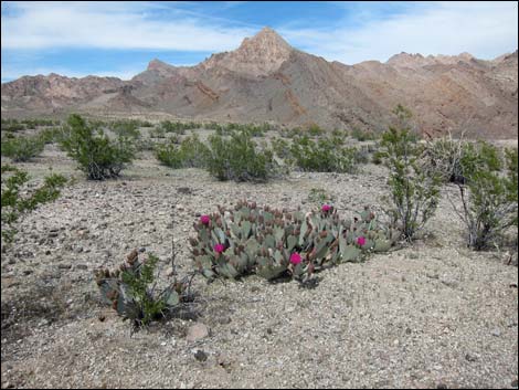 Devils Finger