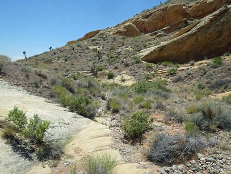 Doodlebug Canyon