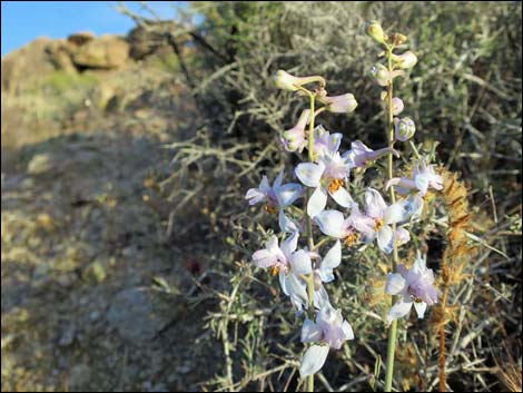 Jumbo Springs Wilderness