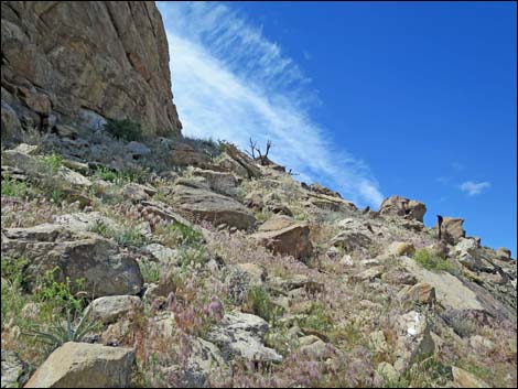 jumbo peak