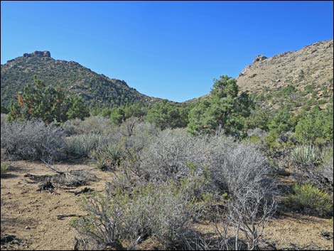 Jumbo Ridge Loop