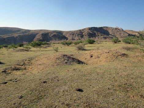 Gold Butte Townsite