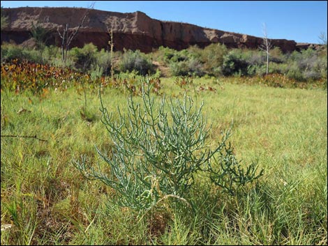 Red Bluff Spring