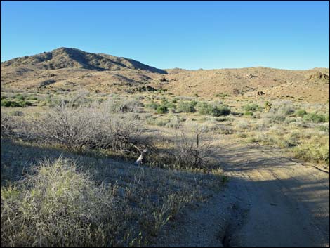 Cedar Basin Shortcut Road