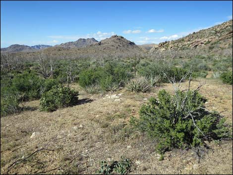 Cedar Basin Road