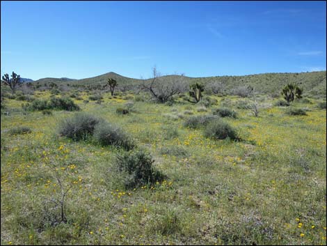 Red Bluff Spring Road