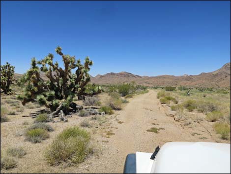 Red Bluff Spring Road