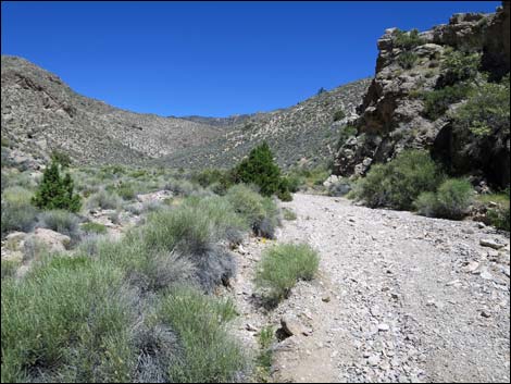 Virgin Peak Road