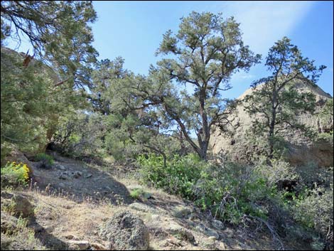 Shark Tooth Peak