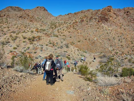 Cholla Forest