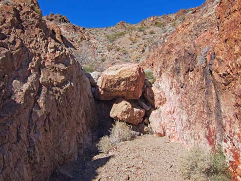 Cholla Forest