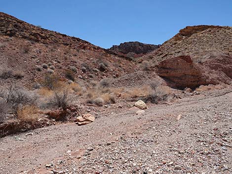 Cottonwood Spring