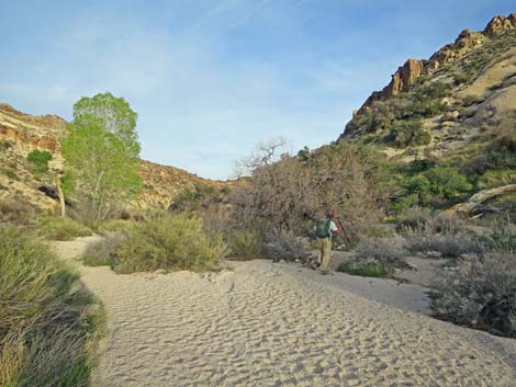 Grapevine Canyon