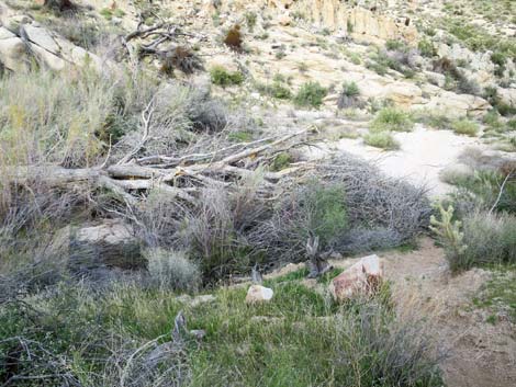 Grapevine Canyon