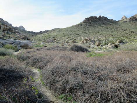 Grapevine Canyon