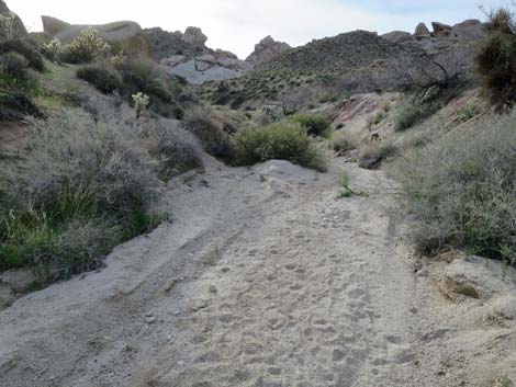 Grapevine Canyon