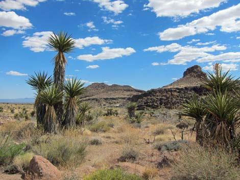 Barber Loop Trail