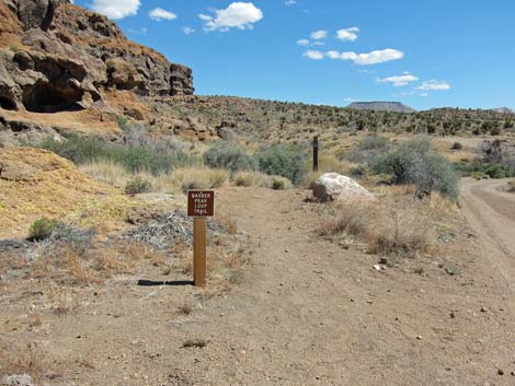 Cactus Garden Loop Trail