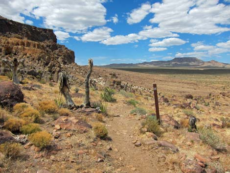 Cactus Garden Loop Trail