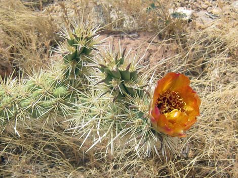 Cactus Garden Loop Trail