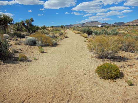 Cactus Garden Loop Trail