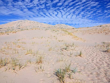 Kelso Dunes