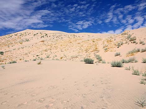 Kelso Dunes