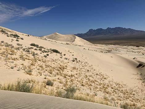 Kelso Dunes