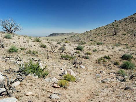 Mid Hills Loop Trail