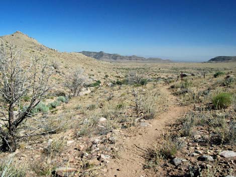 Mid Hills Loop Trail