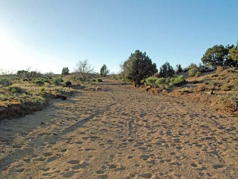 Mid Hills Loop Trail