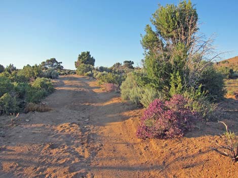 Mid Hills Loop Trail