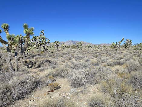 Ivanpah Road