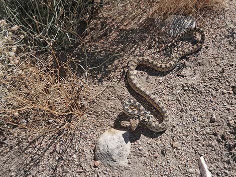 gopher snake