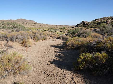 Rock Spring Loop Trail