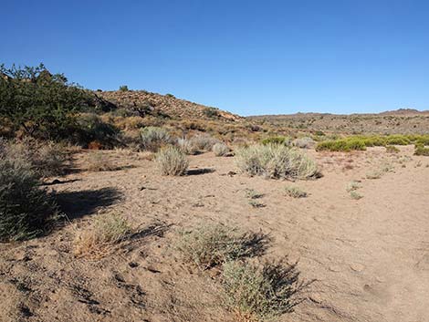 Rock Spring Loop Trail