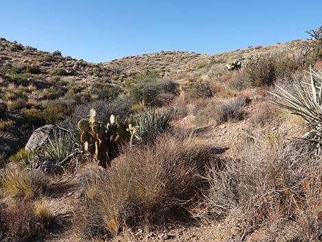 Rock Spring Loop Trail